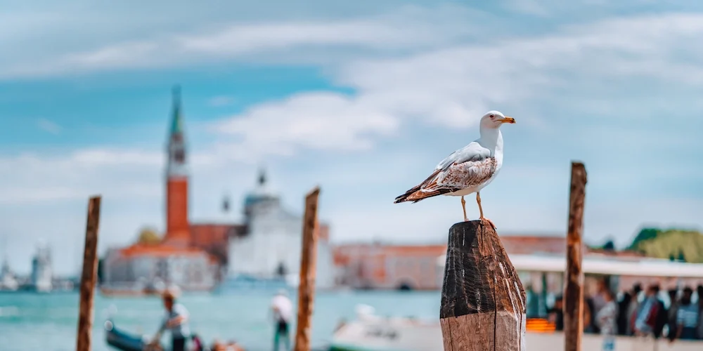 Venice Beaches: where to swim, sunbathe, and relax